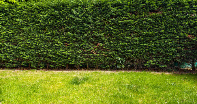 Lush green hedge lining a grassy area under bright sunlight in a garden setting during daytime