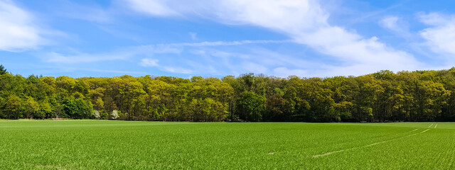 Obraz premium Vibrant green meadow field in front of fresh spring forest under blue sky with clouds
