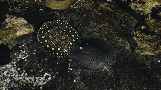 A beautiful spotted stingray swims underwater. Shooting from above