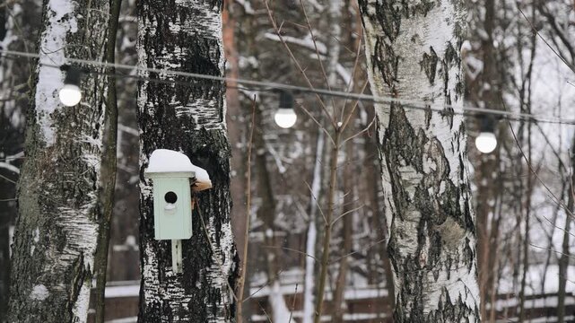 In winter, a birdhouse hangs on the trunk of a tree. A bird house in winter