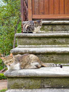 Cats resting on steps in a garden setting near a wooden door with greenery in the background