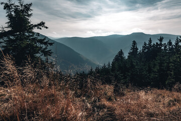 Moody coniferous forest on a steep mountain slope covered in mist © Jan