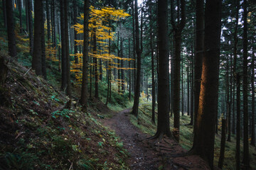 Deep coniferous forest with golden autumn colors on the ground © Jan