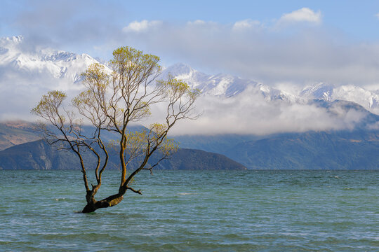 The Wanaka Tree, Lake Wanaka, New Zealand