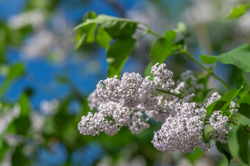 Obraz premium Gentle lilac branch moving softly. Bright blue sky with lilac blossoms gently dancing in wind. Vivid outdoor garden scene featuring lilac branches swaying under clear blue sky