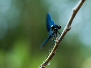 Blue damselfly on a branch. Scientific Name: Heliocypha perforata. The blue damselfly is a beautiful damselfly with blue and black bodies.  © Catalin
