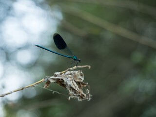 Blue damselfly on a branch. Scientific Name: Heliocypha perforata. The blue damselfly is a beautiful damselfly with blue and black bodies.  © Catalin