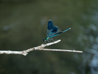 Blue damselfly on a branch. Scientific Name: Heliocypha perforata. The blue damselfly is a beautiful damselfly with blue and black bodies.  © Catalin