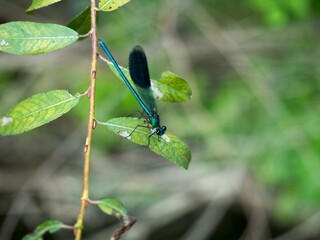 Blue damselfly on a branch. Scientific Name: Heliocypha perforata. The blue damselfly is a beautiful damselfly with blue and black bodies.  © Catalin