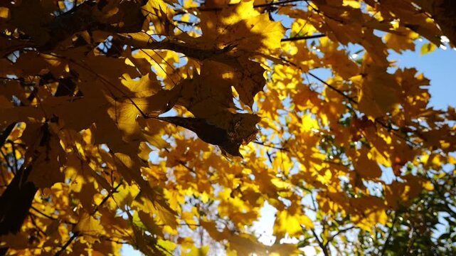 Golden maple leaves on tree branches gently swaying in wind with sunlight at background. Lush autumn yellow foliage swinging on the breeze at forest. Beautiful colorful fall season. Slow motion