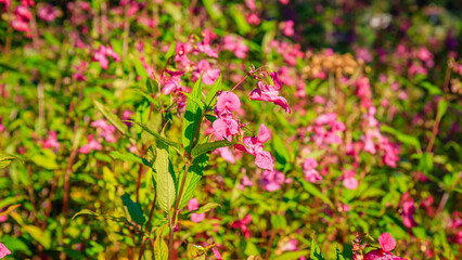 Fototapeta premium Bright pink flowers bloom in a garden during the afternoon in early spring