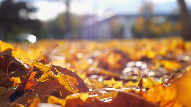 Detail view on brown maple leaves falling to ground in autumn park at sunset. Bright foliage covered lawn at parkland. Beautiful colorful fall season. Slow motion