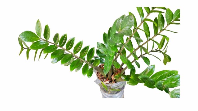 Fresh Green ZZ Plant in a Recycled Plastic Pot Isolated on White Background