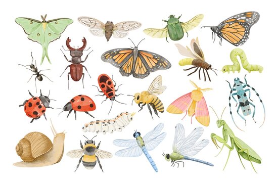 Watercolor garden insects and bugs elements on white background