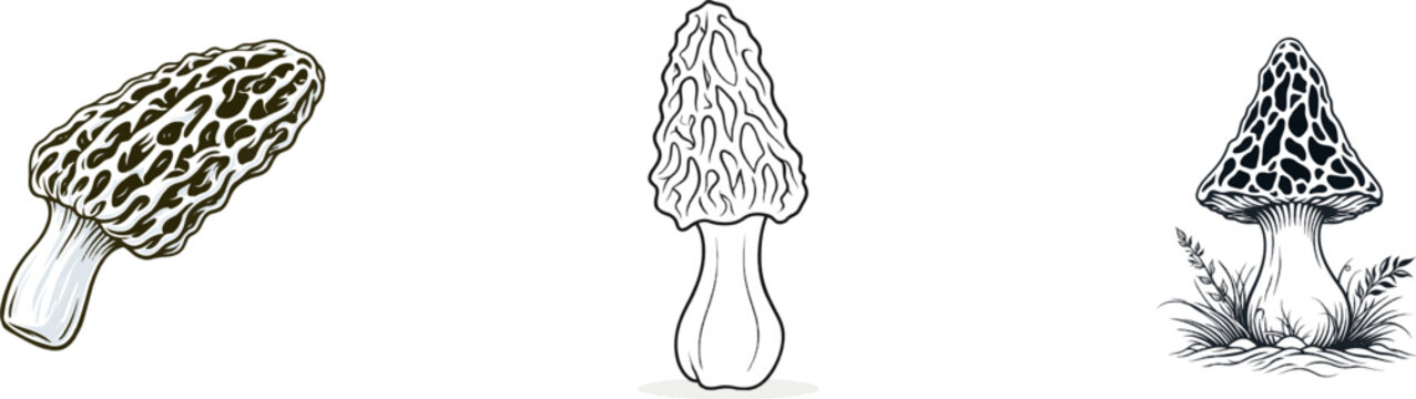 A minimalist botanical illustration of a morel mushroom features clean black lines against a stark white background, showcasing its intricate cap and stem in high contrast vector art