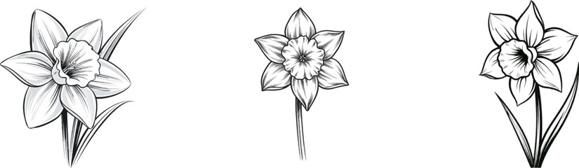 Fototapeta premium A minimalist black ink botanical illustration of a daffodil flower in spring, featuring elegant fine line art with crisp pure white background and sharp detailed edges