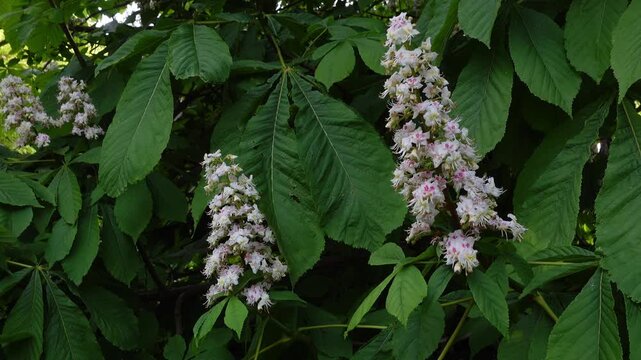 Close-up shot of blooming white horse chestnut flowers and large green leaves moving in the wind