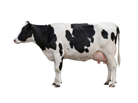 Full body side view of a black and white holstein dairy cow isolated on transparent background