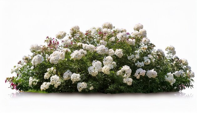 imagine bush of flowers isolated on white background