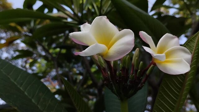 Beautiful blooming yellow frangipani flower or kamboja (Plumeria rubra). Tropical exotic flower in the garden.