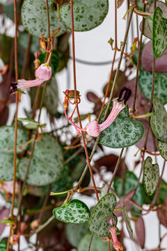 Hoya plant with flowers and leaves hanging against a neutral background in a bright indoor setting