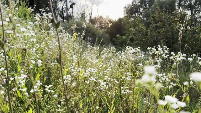 Blooming chamomile flowers in summer meadow with sunlight at background. Natural light creates gentle glow and highlights delicate white petals and yellow centers. Scene symbolizing purity and calm