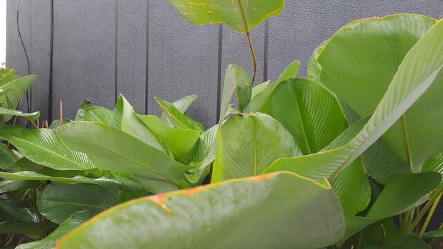 Close-up of lush green ornamental plants covered in raindrops after a rain shower. Fresh tropical leaves with water droplets in a residential garden. Natural garden aesthetic, botanical freshness.