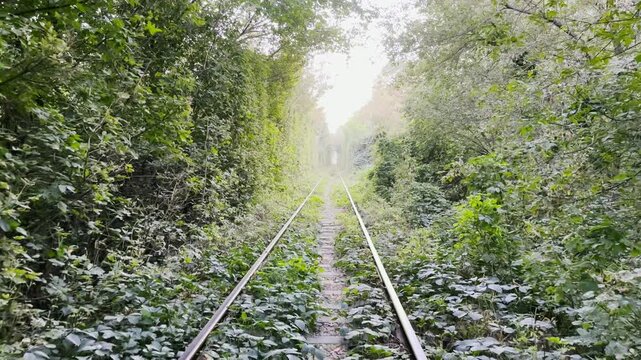 Camera moving on railway track passing through a natural tunnel formed by lush green trees in summer. Sunlight gently illuminates the leaves, creating a vibrant arch of foliage above the rails