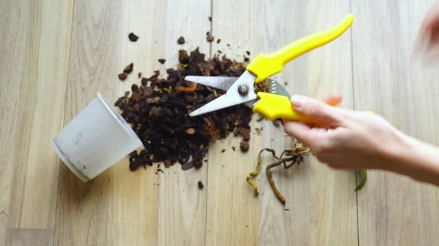 Hands disinfect pruning shears with spray solution before treating compromised Orchid. Emphasizes sterile propagation standards, contamination-prevention workflows, and plant surgery at home.