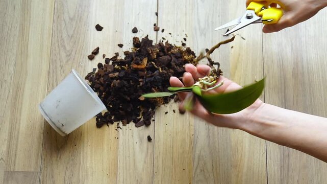 Woman trims orchid root remnants near the crown using pruning tool. Conveys corrective management strategies, post-damage botanical recovery routines, and high-attention exotic plant stewardship.