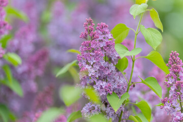 Obraz premium Close examination of lilac blossom with delicate petals and small buds. Macro perspective showcasing soft purple flowers and lush greenery in gentle natural lighting