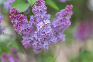 Obraz premium Highresolution photograph emphasizing lilac floral and leaf structures clearly. Detailed botanical image capturing lilac flower cluster and foliage with neutral blurred backdrop
