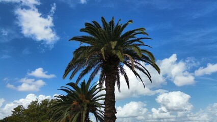 Fototapeta premium Palm trees reaching towards a blue sky with clouds