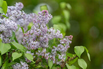 Obraz premium Abstract composition featuring detailed micro view of petals and tones. Closeup photograph capturing complex designs and soft coloring of lilac petals suitable for backgrounds