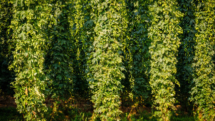 Trellis with green hops growing in a field during the afternoon light in a farming area © Fleuronica