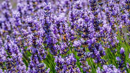 Obraz premium Bee visits lavender flowers in a garden during a sunny day in summer in full bloom