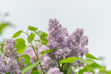 Lilac cluster used as bridal accent, gentle mauve tones complement bouquet palettes, textured blooms and greenery suited for invitations, mood boards and floral design projects © beholdereye