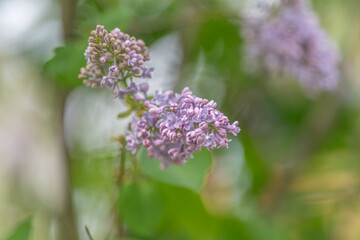 Obraz premium Minimalist lilac sprig with soft focus, editorial stylist composing single stem study, airy bokeh background, subtle color palette, serene decor or editorial use