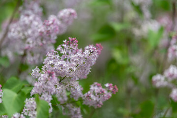Obraz premium Pale lilac clusters with intricate petals, shallow depth of field, muted green background, romantic and nostalgic spring aesthetic, floral stock for greeting cards