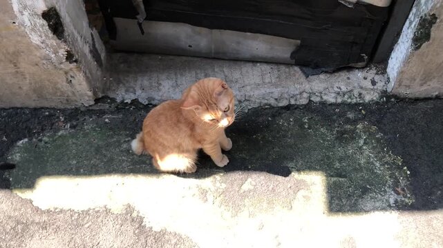 A fluffy ginger kitten with American bobtail, sits on a weathered concrete surface near a dark, dilapidated doorway.