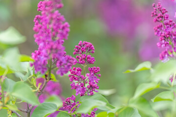 Obraz premium Colorful floral display. Bright purple flower arrangement. Vivid lavender cluster showcasing lively greenery. Energetic scene of blooming lilac with lush foliage and vibrant hues
