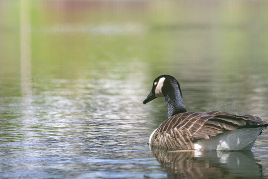 La Tuque, Quebec, 16 May 2026 : A Canada goose swims on a body of water with a blurred green background.