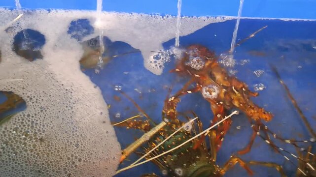 Live crabs and lobsters in a restaurant's fresh seawater tank with active air aerator bubbles. Close-up of premium live seafood in a holding pond, showcasing freshness and quality before cooking. Idea