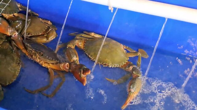 Live crabs and lobsters in a restaurant's fresh seawater tank with active air aerator bubbles. Close-up of premium live seafood in a holding pond, showcasing freshness and quality before cooking. Idea