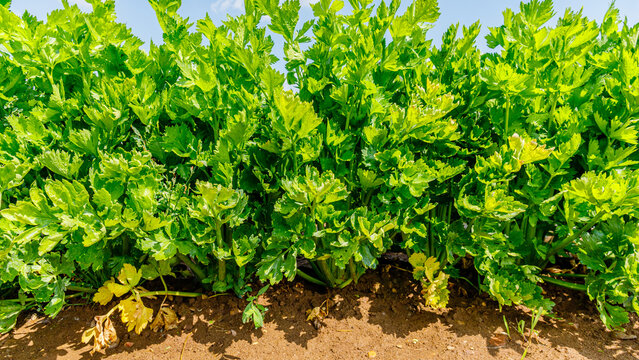 Celery plants growing in a field under the sun on a bright day in the countryside