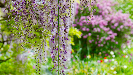 Obraz premium Flowers bloom in a garden filled with colorful plants during spring season