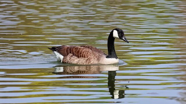 The Canada Goose, Branta canadensis at a Lake near Munich in Germany. It is a goose with a black head and neck, white patches on the face, and a brownish-gray body.