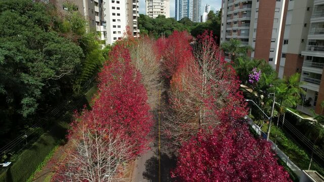 drone da Rua do Outono em Curitiba