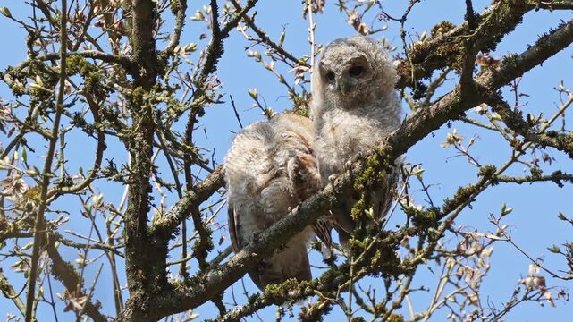 Juvenile tawny owls, Strix aluco perched on a twig. This brown owl is a stocky, medium-sized owl commonly found in woodlands across much of the Palearctic.