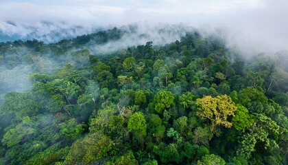 a dense rainforest ecosystem is shown from above with layers of trees vines and mist highlighting the rich biodiversity in tropical regions